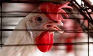 🇯🇵 Le Japon suspend partiellement les importations de volaille en provenance du Brésil suite à une épidémie de grippe aviaire 🐔🛑