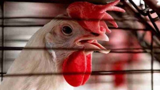 🇯🇵 Le Japon suspend partiellement les importations de volaille en provenance du Brésil suite à une épidémie de grippe aviaire 🐔🛑