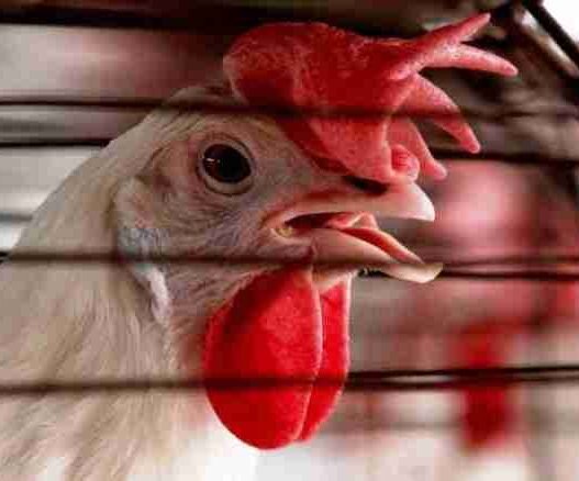 🇯🇵 Le Japon suspend partiellement les importations de volaille en provenance du Brésil suite à une épidémie de grippe aviaire 🐔🛑
