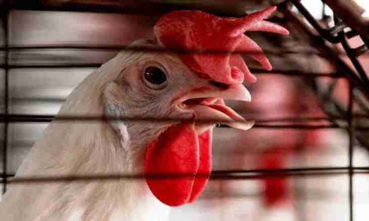 🇯🇵 Grippe Aviaire : Japon suspend les importations de volaille en provenance du Brésil 🐔🛑