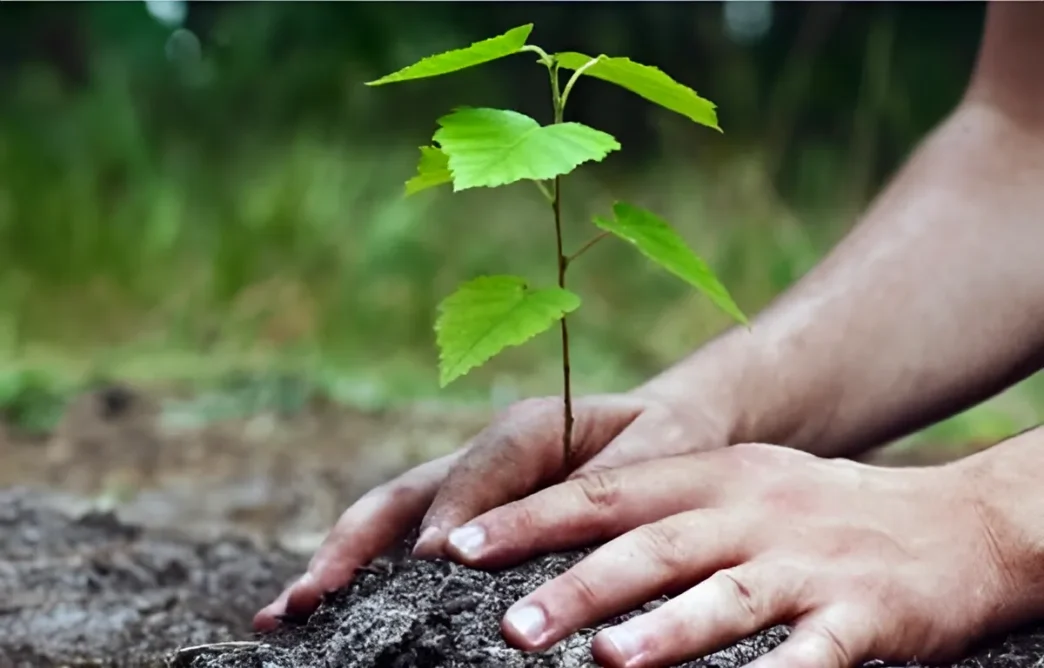 Campagne Nationale de Boisement 1 Million de Plants à Planter ce Samedi pour une Algérie Plus Verte