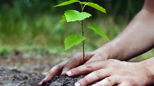 Campagne Nationale de Boisement 1 Million de Plants à Planter ce Samedi pour une Algérie Plus Verte