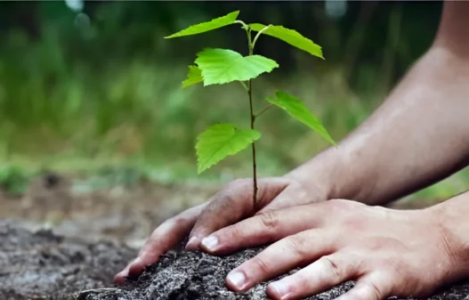 Campagne Nationale de Boisement 1 Million de Plants à Planter ce Samedi pour une Algérie Plus Verte