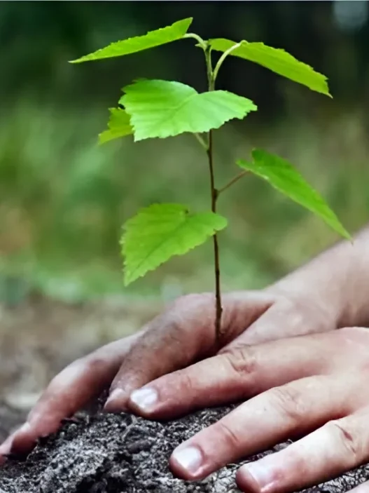 Campagne Nationale de Boisement 1 Million de Plants à Planter ce Samedi pour une Algérie Plus Verte