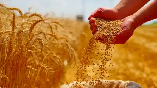 OAIC Nouvel appel d’offres international pour l’achat de blé tendre