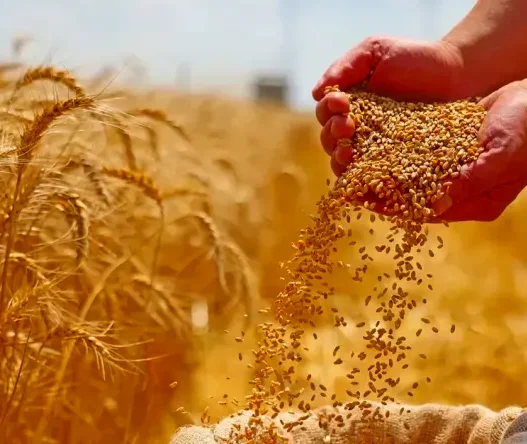 OAIC Nouvel appel d’offres international pour l’achat de blé tendre