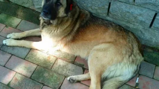 Algérie : Comment concilier sécurité publique et protection animale face à la menace des chiens errants ?