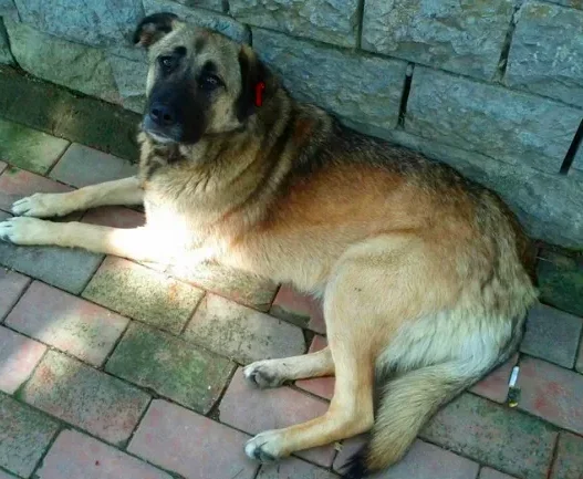 Algérie : Comment concilier sécurité publique et protection animale face à la menace des chiens errants ?