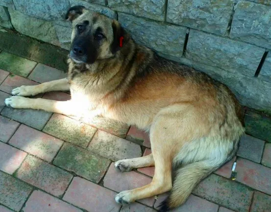 Algérie : Comment concilier sécurité publique et protection animale face à la menace des chiens errants ?